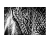 Logan Elephant II schwarz-weiß